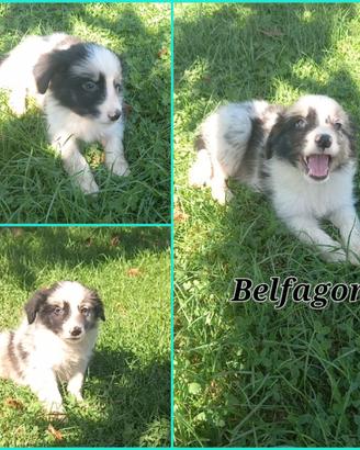Border collie pedigree
