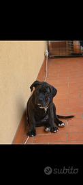 cucciola corso mix boxer