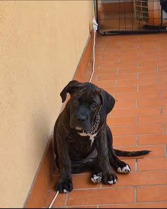cucciola corso