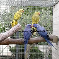 Pappagalli Parrocchetto dal Collare