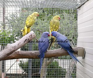 Pappagalli Parrocchetto dal Collare