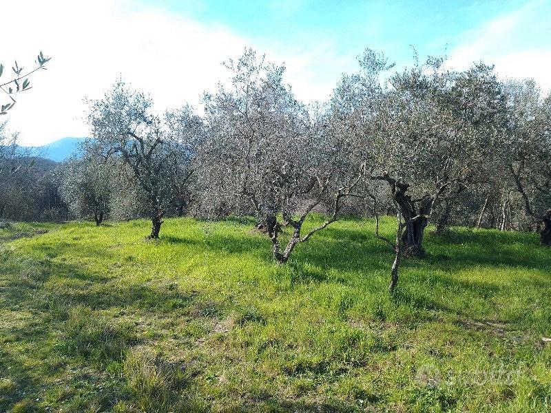 Terreno agricolo a Montecalvoli ( PI ) - Altro