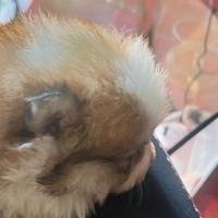 Cucciolo di volpino italiano particolor maschietto