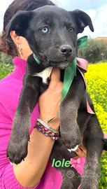 Adotta cucciolo cane meticcio