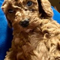 Barboncini cucciola red