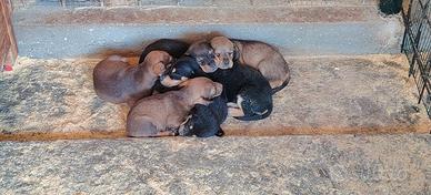 CUCCIOLI DA TARTUFO 