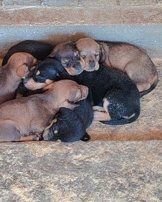 CUCCIOLI DA TARTUFO 