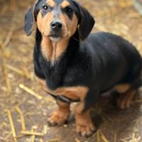 LIVIA, mix bassottina super coccolona