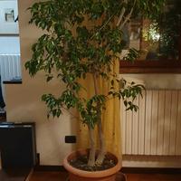 Ficus Benjamin 