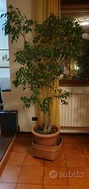 Ficus Benjamin 
