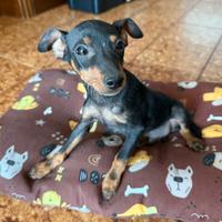 Pincher maschio cucciolo