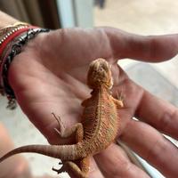 Baby pogone arancione