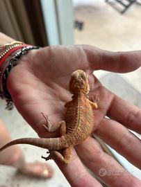 Baby pogone arancione