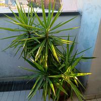 4 piante yucca