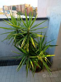 4 piante yucca