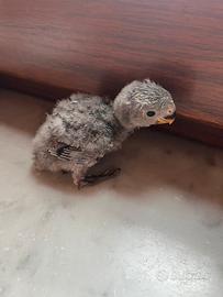 Pullo di inseparabile