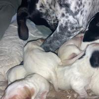 Dolcissimi cuccioli/le di kurzhaar