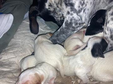 Dolcissimi cuccioli/le di kurzhaar