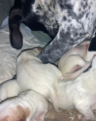 Dolcissimi cuccioli/le di kurzhaar