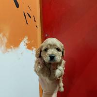 Barboncino maltipo toy maschietto