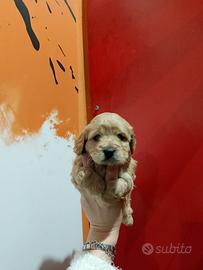 Barboncino maltipo toy maschietto