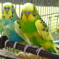 Cocorite equilibrate da linea selezionata