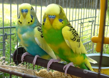 Cocorite equilibrate da linea selezionata