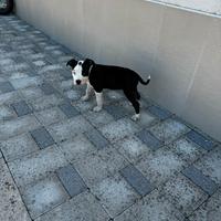 ULTIMA Cucciola amstaff pedigree enci