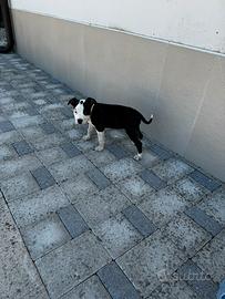 ULTIMA Cucciola amstaff pedigree enci