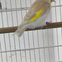 Cardellino Isabellapastello 2024 maschio