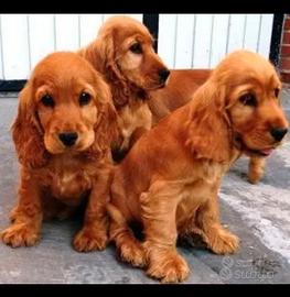 Maschietti di cocker spaniel fulvo