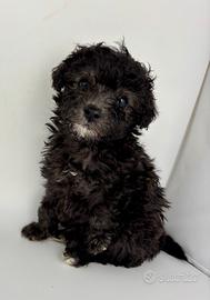 Barboncina mini toy Silver