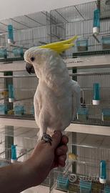 Cacatua galerita elonora