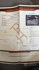 Cavalla paint con doc americani