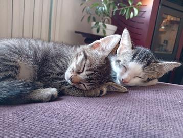 GATTI di 3 mesi