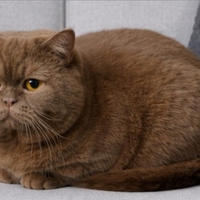 British Shorthair per accoppiamento