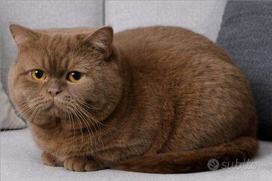 British Shorthair per accoppiamento