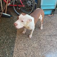 Cane jimmy pitbull rednose
