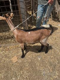 Capra camosciata