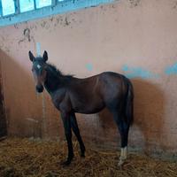 Puledra foal salto ostacoli