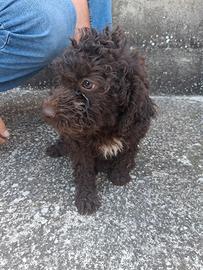 Lagotto Romagnolo 