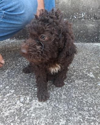 Lagotto Romagnolo 