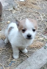 Cuccioli incrocio Spitz e Pinger