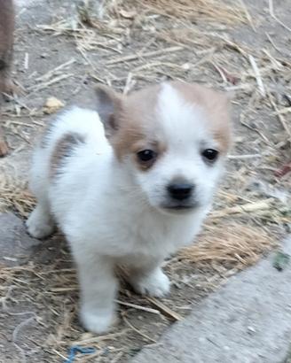 Cuccioli incrocio Spitz e Pinger