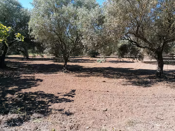 terreno agricolo