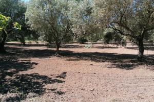 terreno agricolo loc. Perda Mois