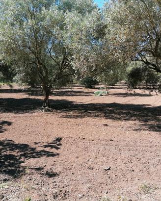terreno agricolo