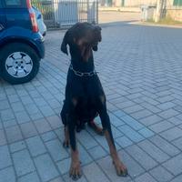 Regalo dobermann