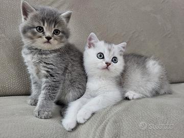 Cuccioli di scottish straight