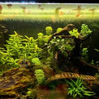 Acquario Oase StyleLine 125 Set nero + tecnica